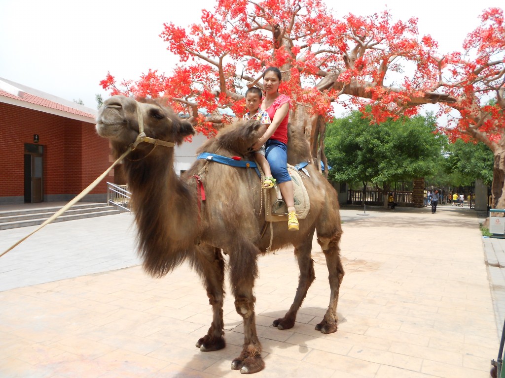 段文霞与苏景贤在太原动物园骑骆驼